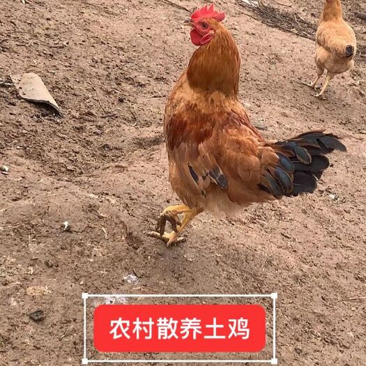 枣阳市农村散养土鸡公鸡童子