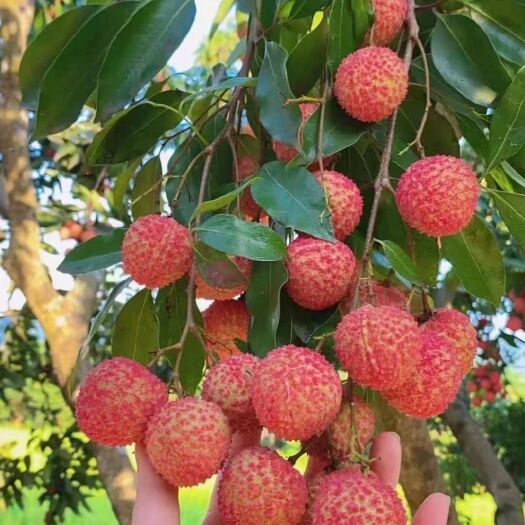 惠州桂味