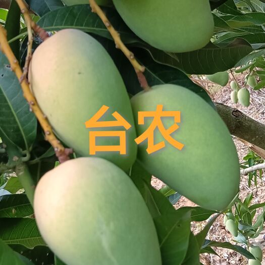 百色台农中大果/普通装/一件九斤