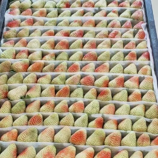 会泽县云南夏季草莓自己种植，产地直供