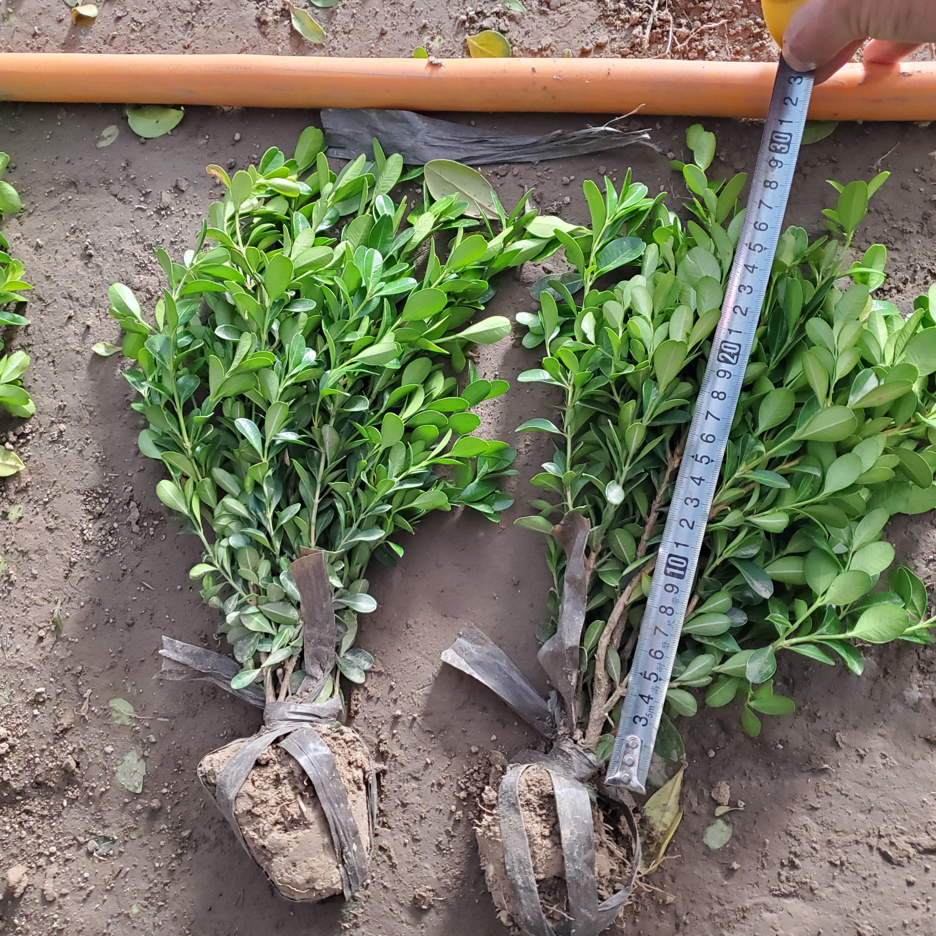 江苏宿迁小叶黄杨苗木优质瓜子黄杨毛球供应