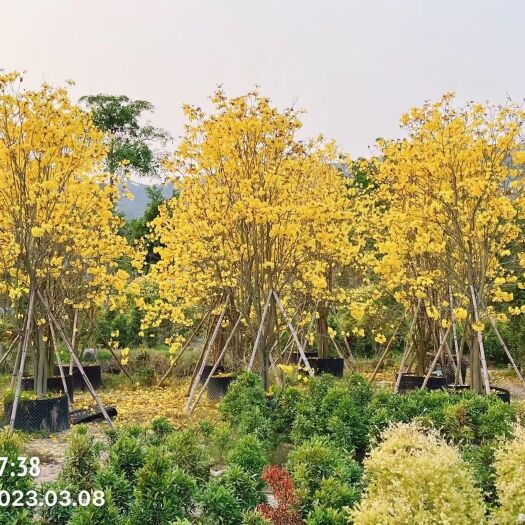 揭阳多花黄花风铃木