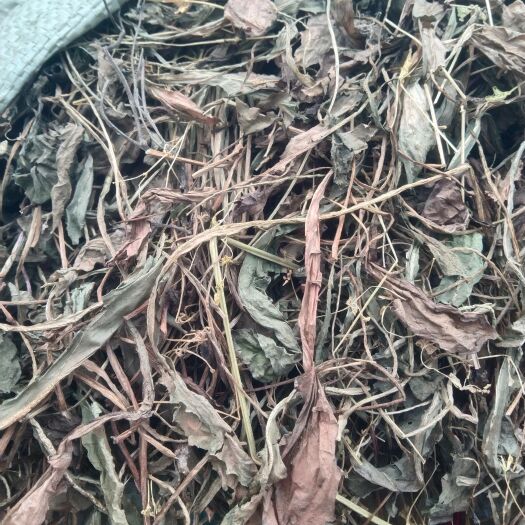 滑县种植蒲公英