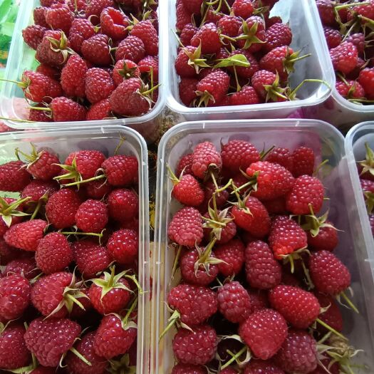 树莓果，长年批发鲜果和速冻果，保证是鲜果