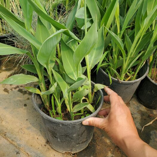 美人蕉水生植物 加冷盘苗木 基地1000盆现货