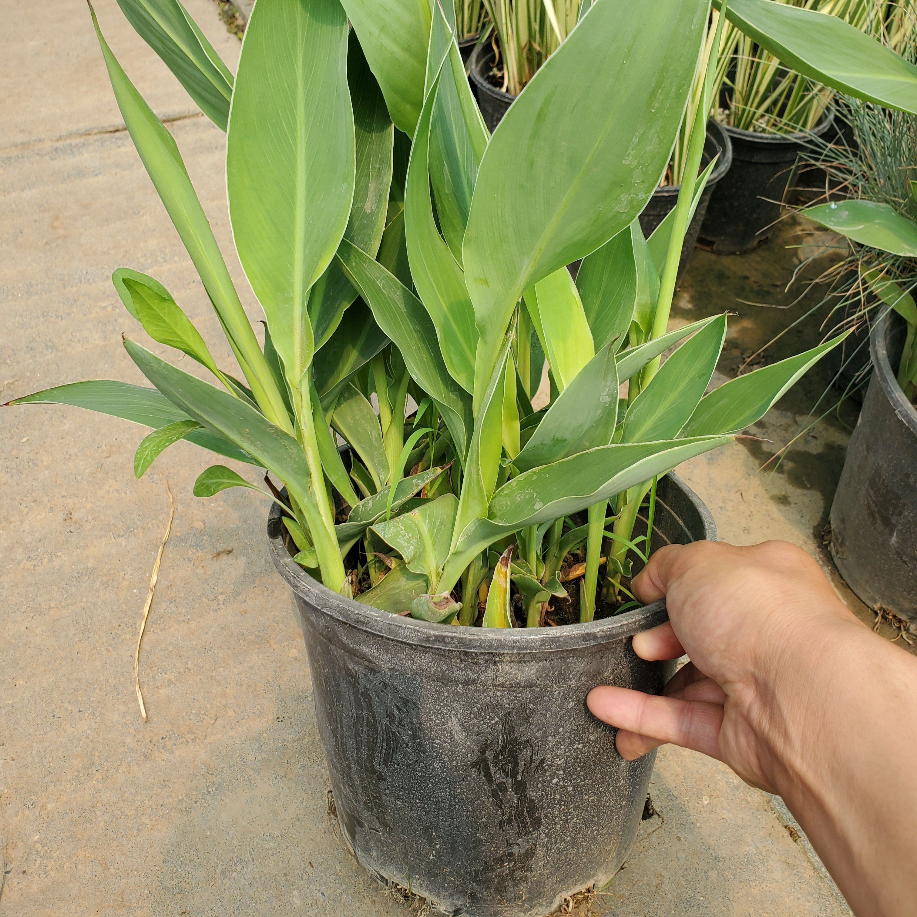 美人蕉水生植物 加冷盘苗木 基地1000盆现货