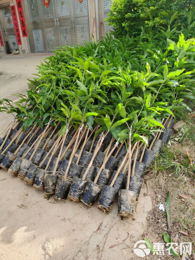 台农芒果苗 批发价格 特点介绍 图片 种植技术