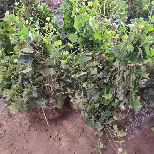 沭阳县中华常青藤工程苗木 金边常青藤爬藤植物1米长 现货2万