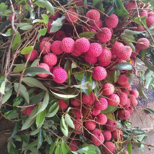 高州市桂味荔枝批发零售