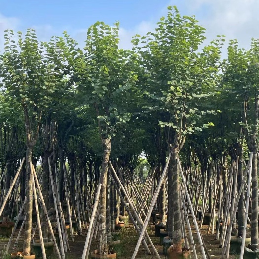 普宁市广东揭阳B级4米宫粉紫荆树 苗木地径12 14公