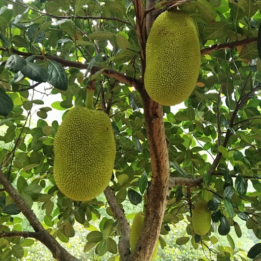 金平县泰国八号红肉菠萝蜜