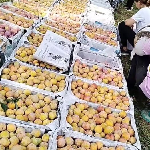 固安县自己李子，年产量5-10万斤，七月份采摘，产地河北廊坊固安