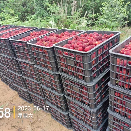 杨梅大量上市