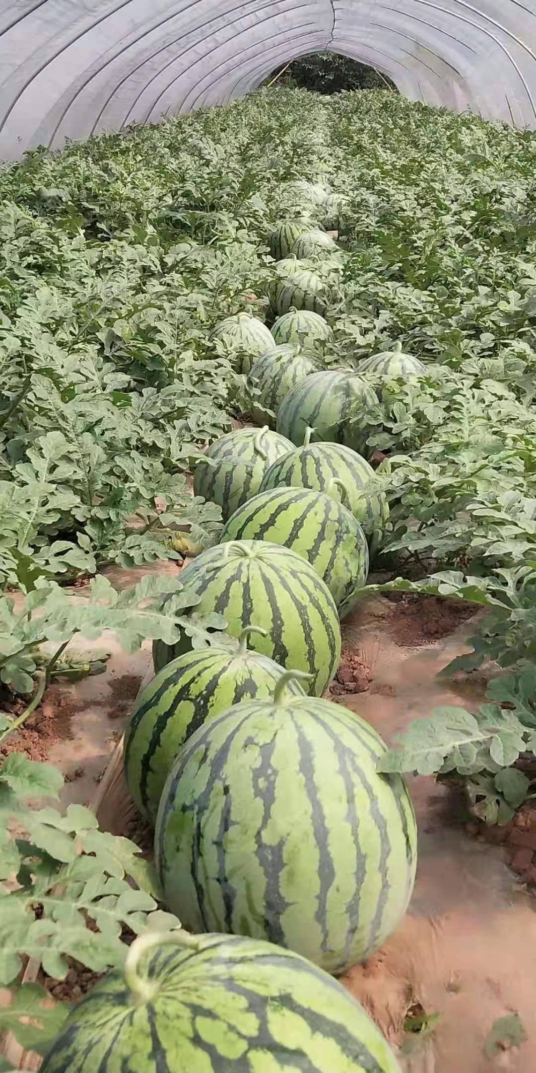 精品麒麟 美都 金城5号瓜好价格低，包熟包甜，全国代发货