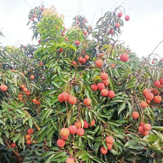 桂平市精品荔枝