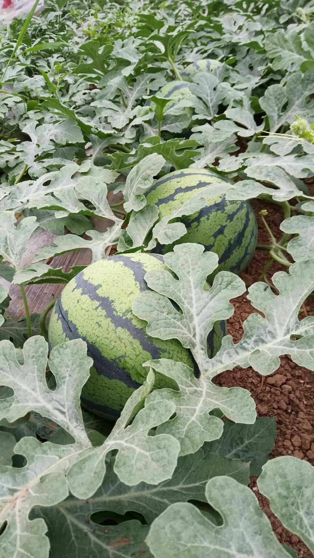 精品麒麟 美都 金城5号瓜好价格低，包熟包甜，全国代发货