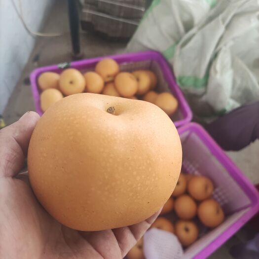 冠县丰水梨，秋月梨
