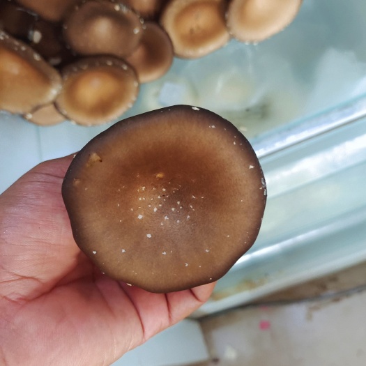 周口猪肚菇