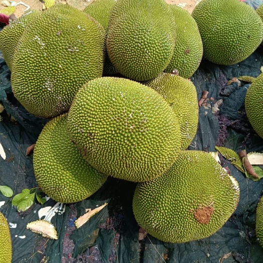 金平县菠萝蜜