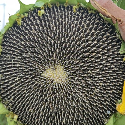菏泽鲜食向日葵