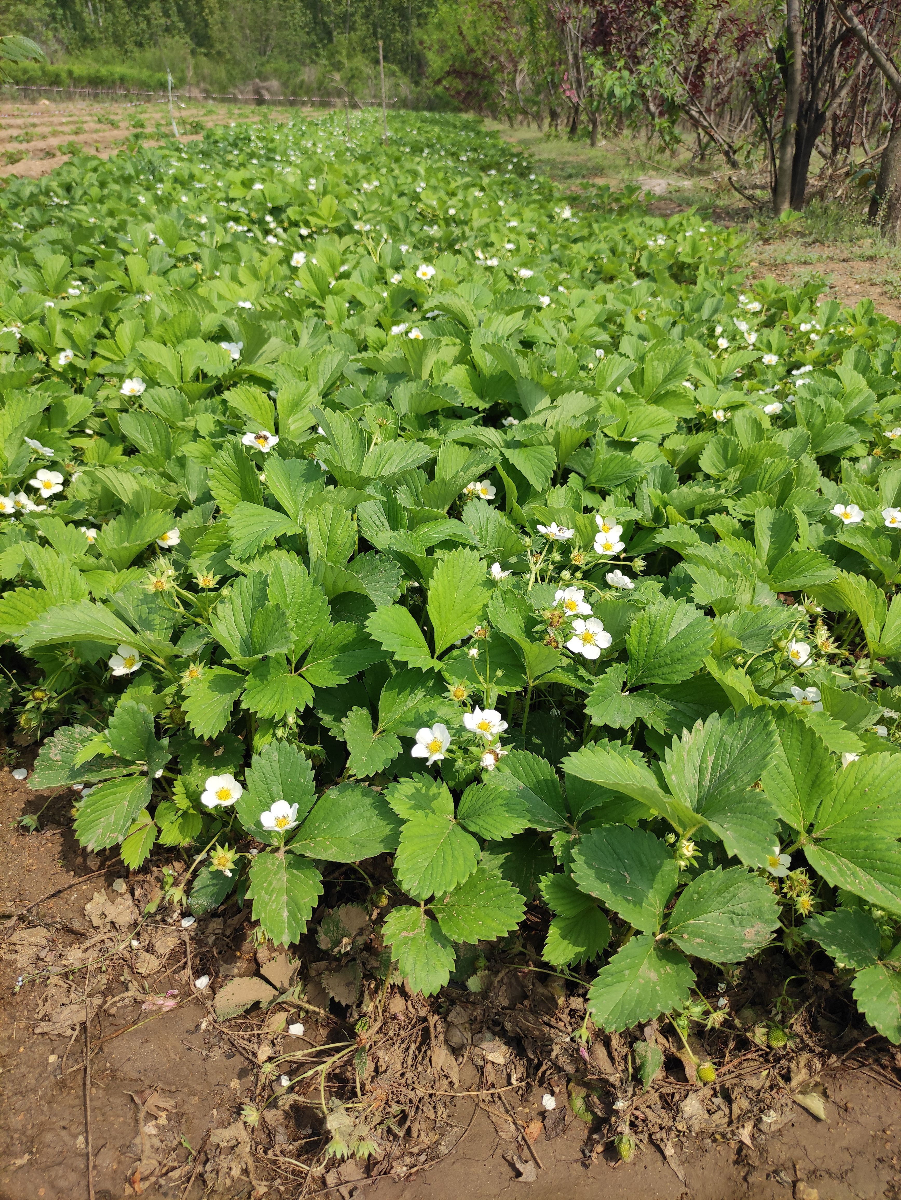 随珠草莓苗 四季草莓苗基地直销现挖现发红颜草莓苗