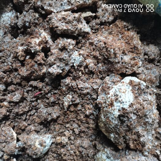 绵阳平菇菌渣