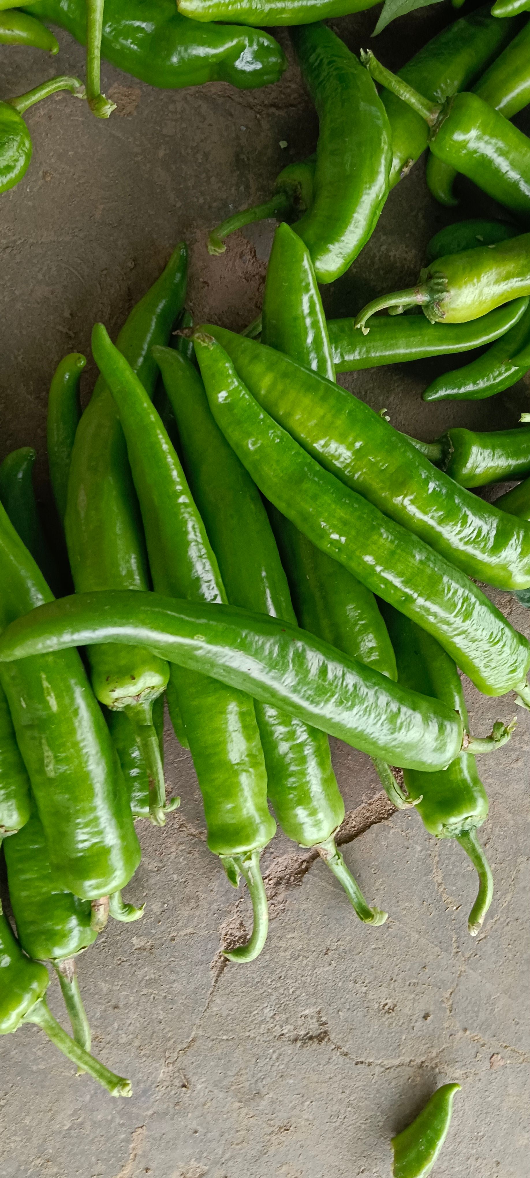 霞光果蔬 电商青尖椒 产地直供