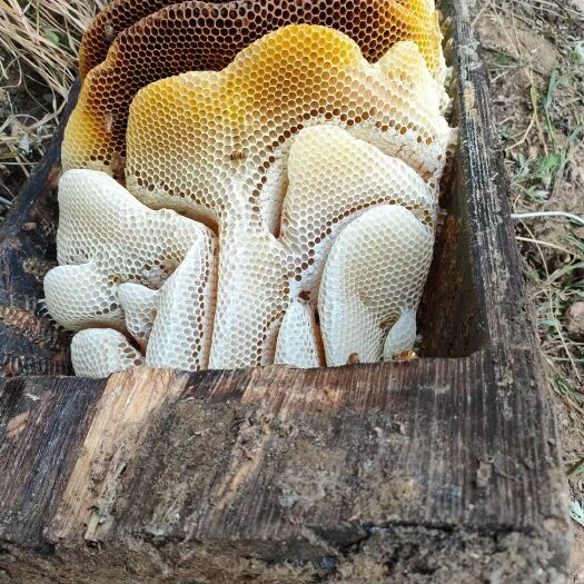 深圳南秦岭野生土蜂蜜