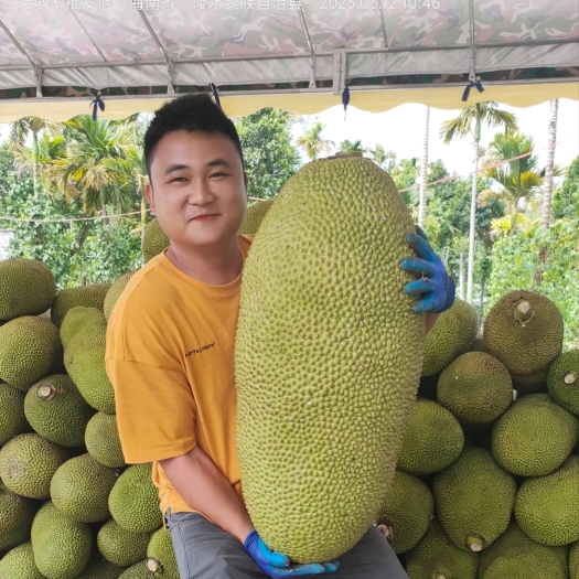 海南三亚菠萝蜜一整个批发价黄肉干苞非红心 当季新鲜热带水果