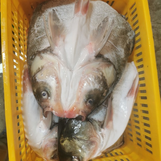 大鱼头。