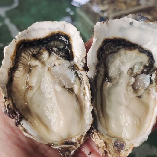 乳山市三倍体生蚝，精品货，刺身级。肥度更高，口感更好