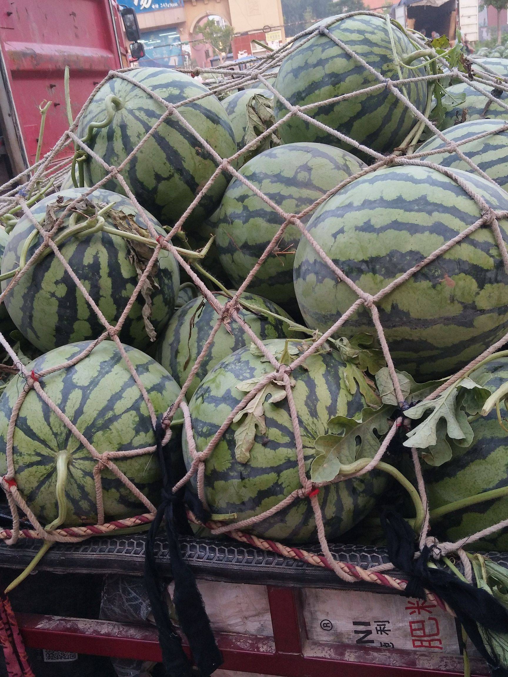 精品麒麟 美都 金城5号瓜好价格低，包熟包甜，全国代发货