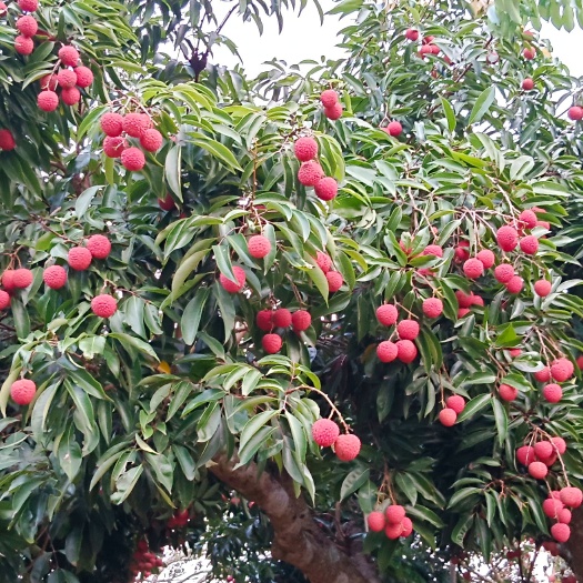 高州市高州荔枝桂味