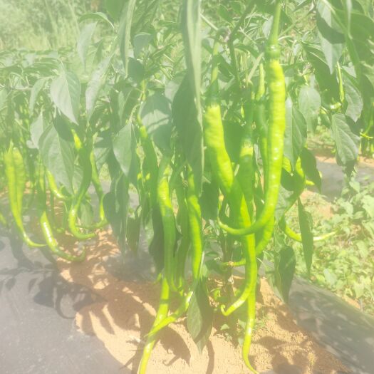 安龙县8号线椒，只要你想，一定能买到