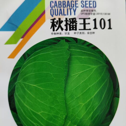 杂交秋播王101杂交甘蓝种子 中熟秋甘蓝种子 包菜种子