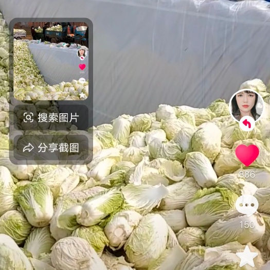 汝州市韩国泡菜白菜