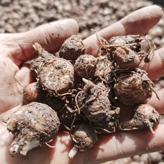  半夏种子 半夏种苗 半夏种球包芽率包邮 各种规格 保质保量