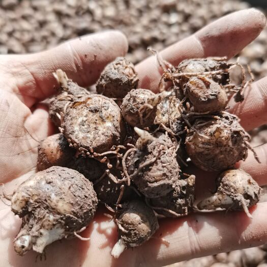 邻水县 半夏种子 半夏种苗 半夏种球包芽率包邮 各种规格 保质保量