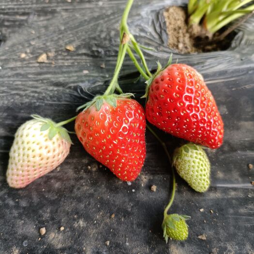 大叶红颜草莓苗厂家与穴盘基质红颜草莓苗品种区别