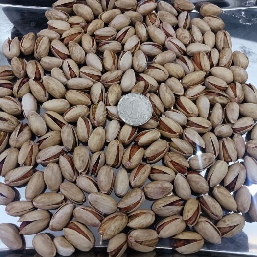 诸暨市开心果  Badami 长果 28-30