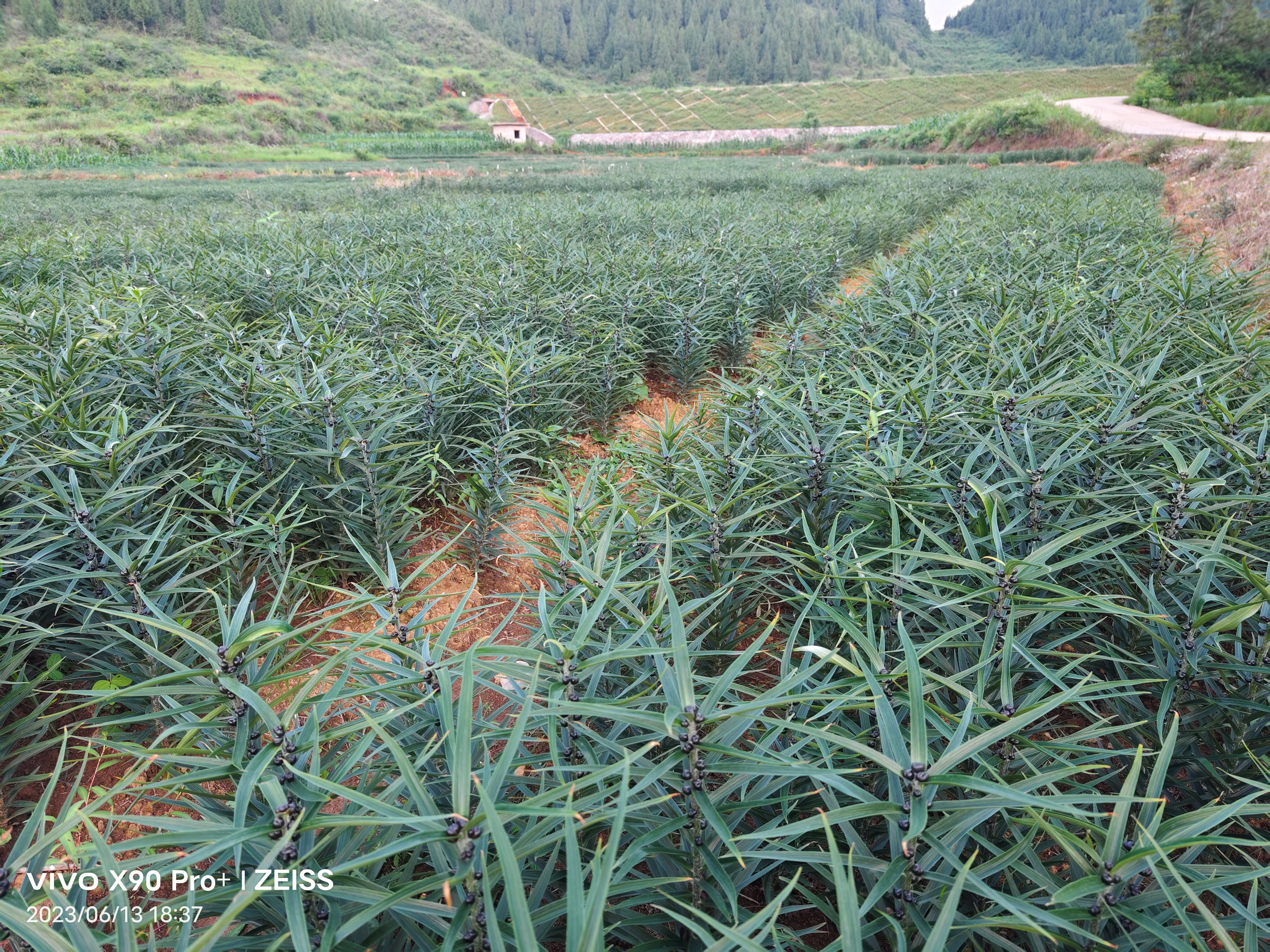 大量收购卷丹百合