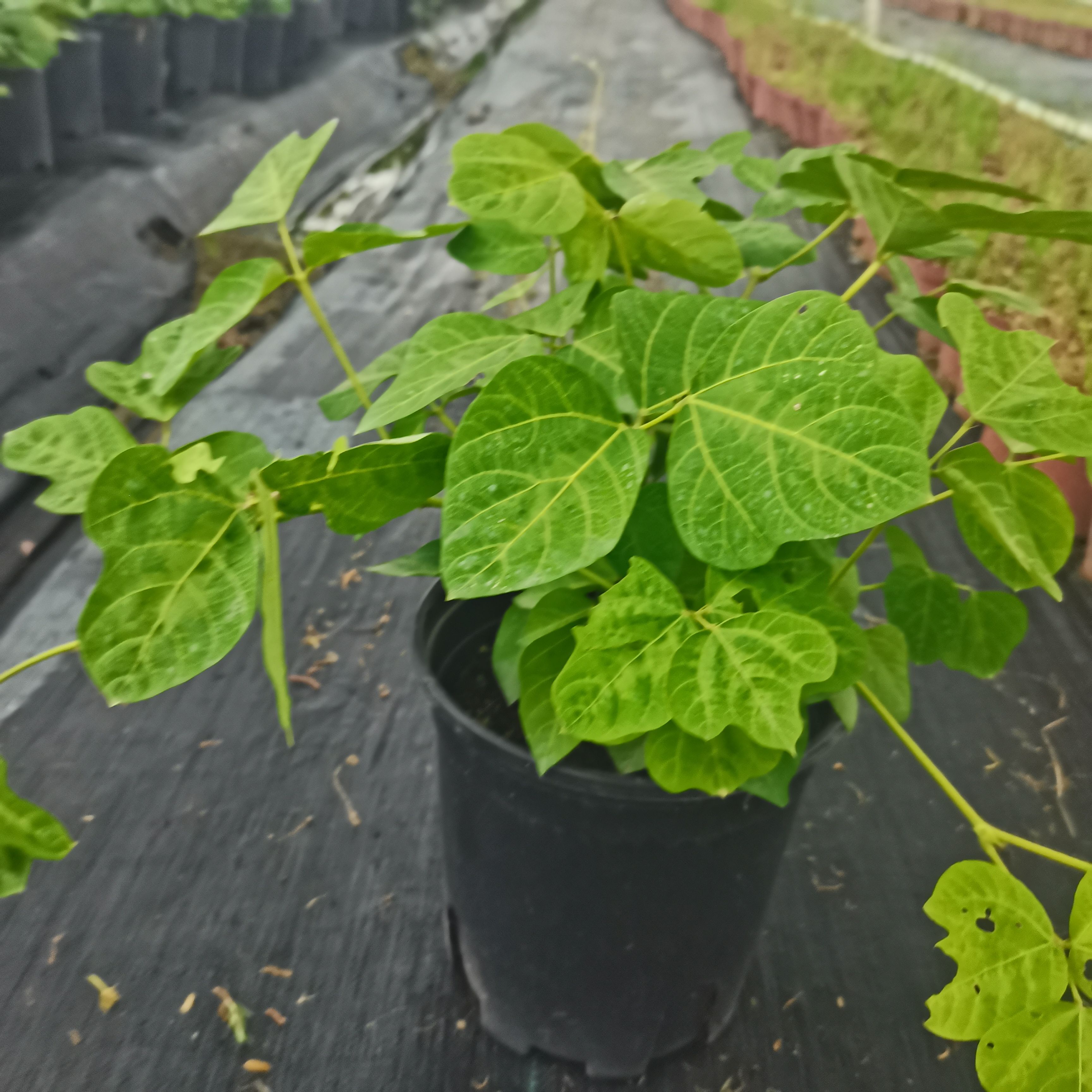 乡村土特产网红产品1.5加仑无渣粉葛