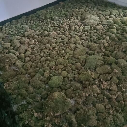 太湖县青苔，白发，大灰方块，乱飞