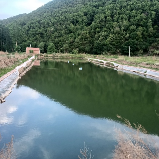 丰宁县鱼塘出租