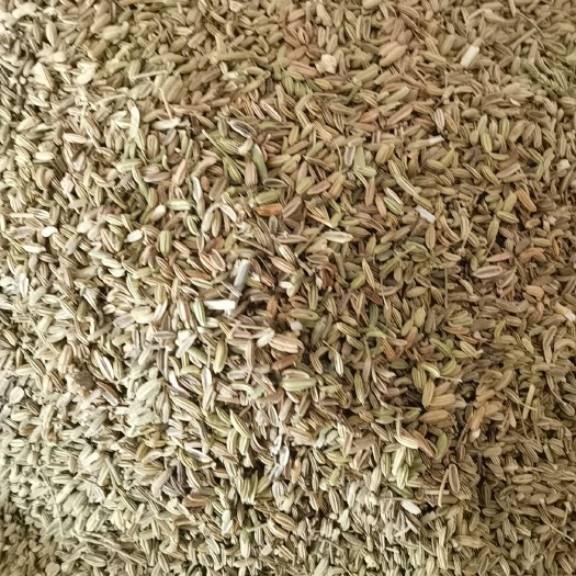 鄄城县【小茴香】1000克 实物拍摄  货源充足  量大从优