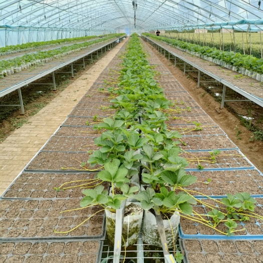 泰安红颜草莓苗品种特点 大叶红颜草莓苗基地直发上门技术指导