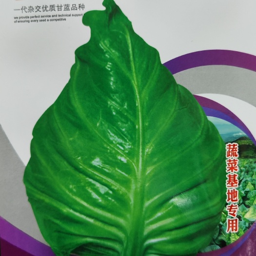 眉山杂交优质甘蓝种子 寒雪争春 牛心甘蓝种子