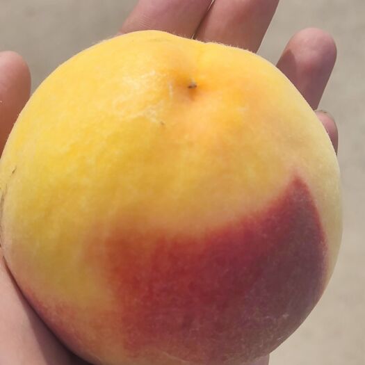 太康县黄金蜜桃