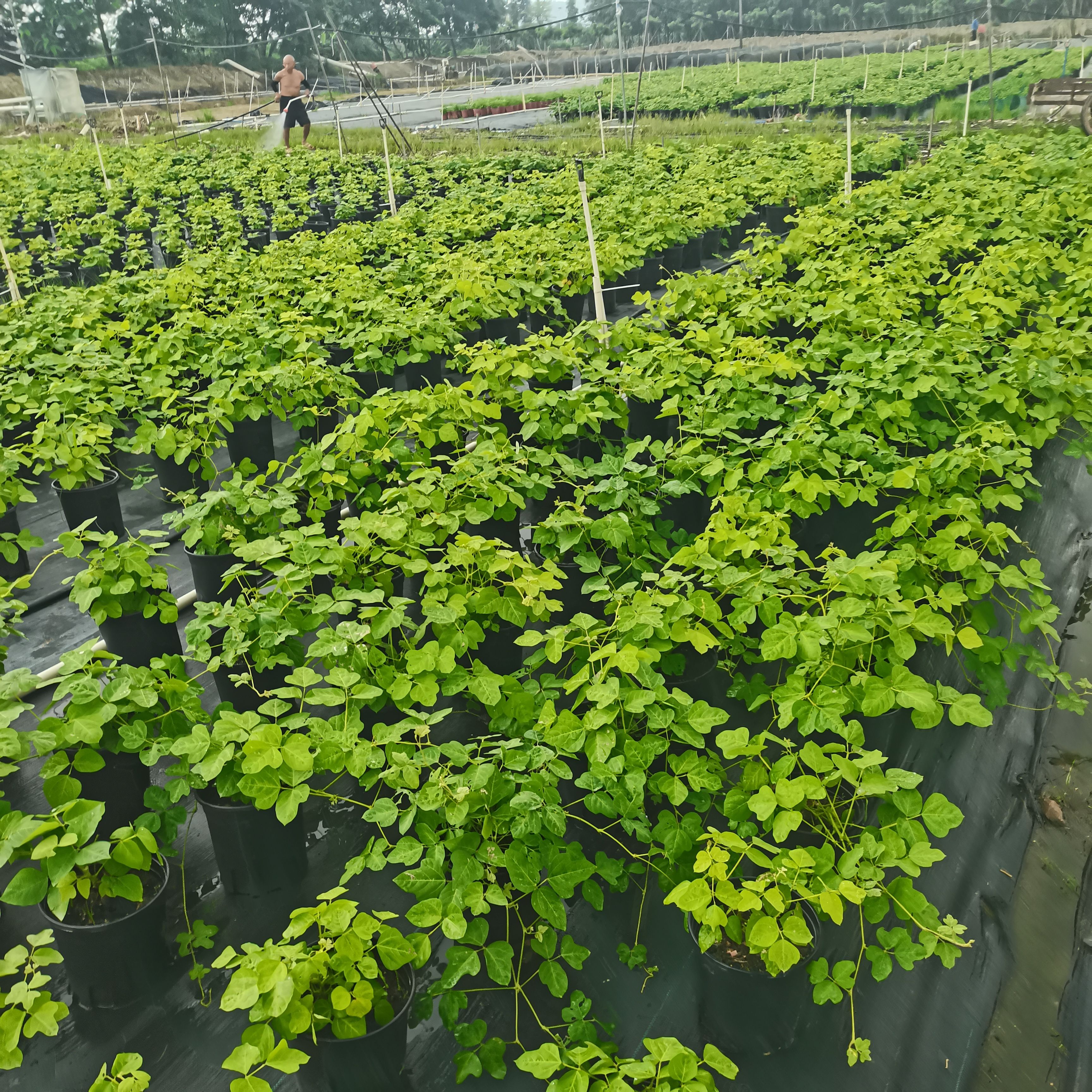 乡村土特产网红产品1.5加仑无渣粉葛