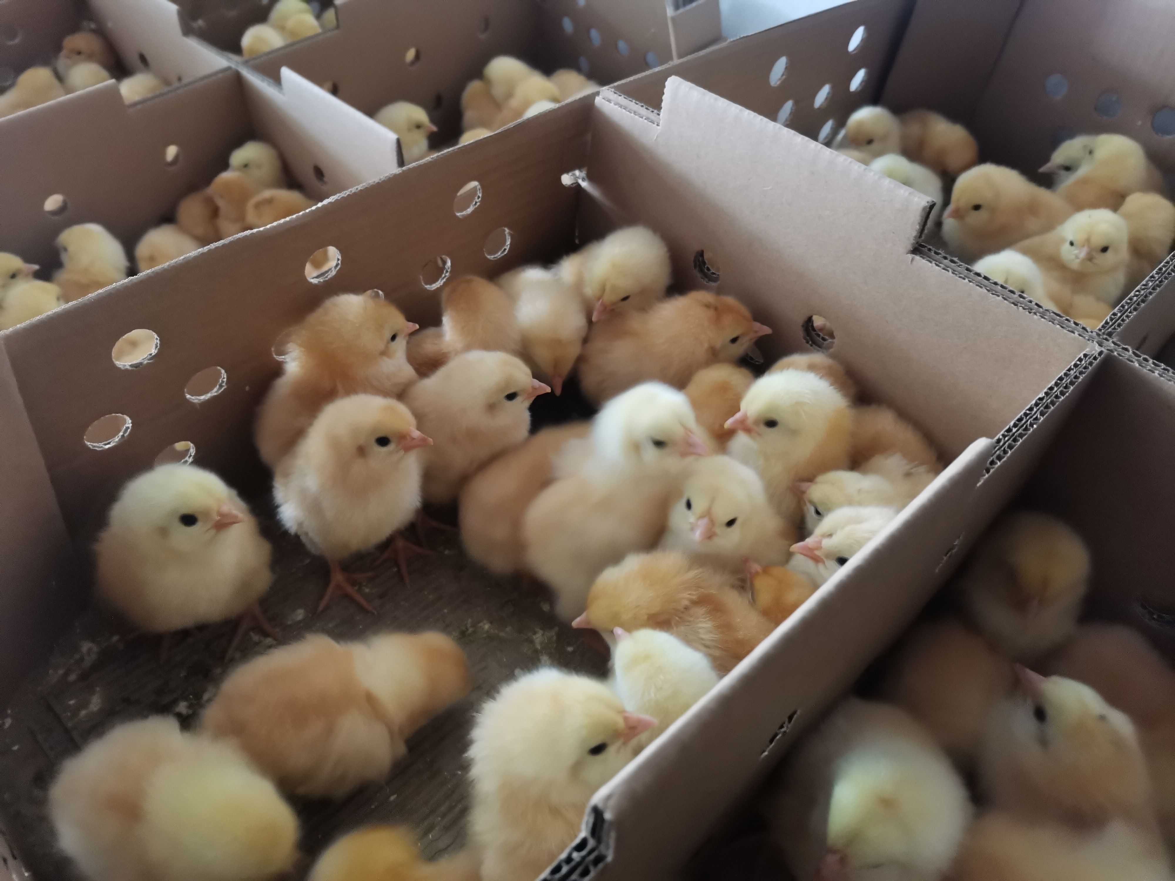 三黄土鸡苗土1.3鸡苗 土1.5鸡苗 出厂必打疫苗运输包路损